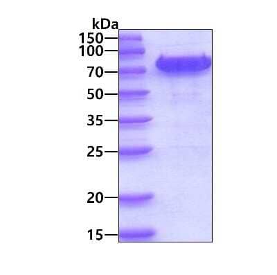 SDS-Page: Recombinant Mouse IL-3R alpha/CD123 hIgG-His Protein [NBP3-18359] - 3ug by SDS-PAGE under reducing condition and visualized by coomassie blue stain